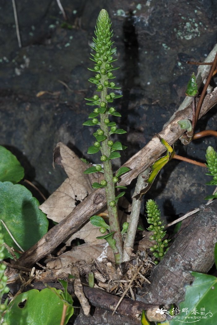 Umbilicus heylandianus