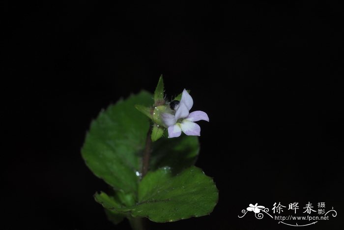 卵叶半边莲Lobelia zeylanica