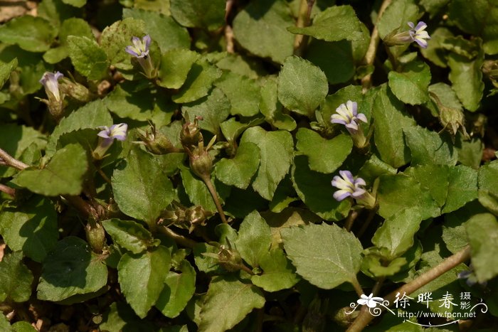 卵叶半边莲Lobelia zeylanica