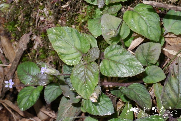 大花卵叶半边莲Lobelia zeylanica var. lobbiana
