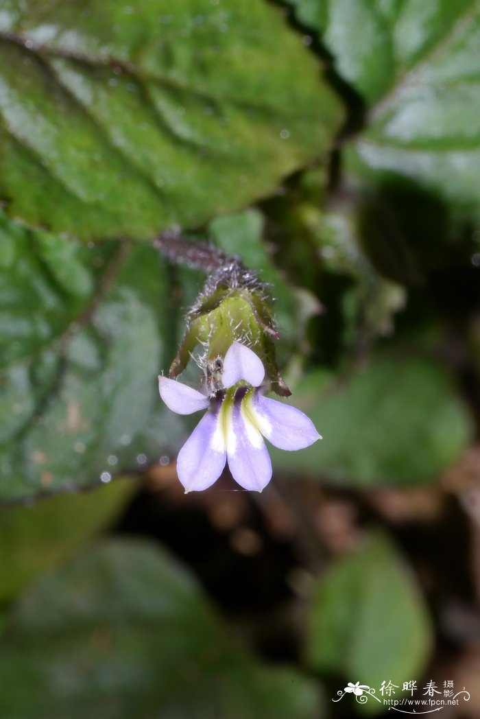 大花卵叶半边莲Lobelia zeylanica var. lobbiana