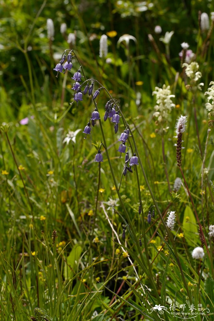 川藏沙参Adenophora liliifolioides