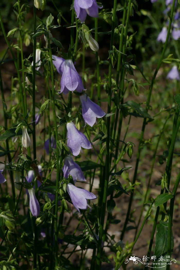 沙参Adenophora stricta