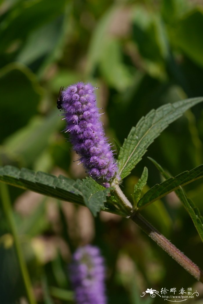 密花香薷Elsholtzia densa
