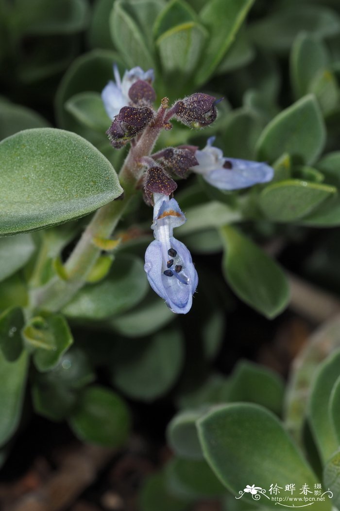 天蓝延命草Plectranthus coerulescens