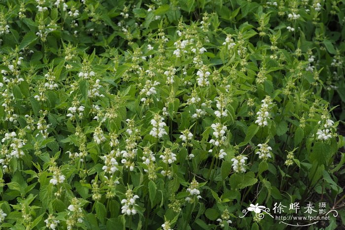 蜿蜒野芝麻Lamium flexuosum