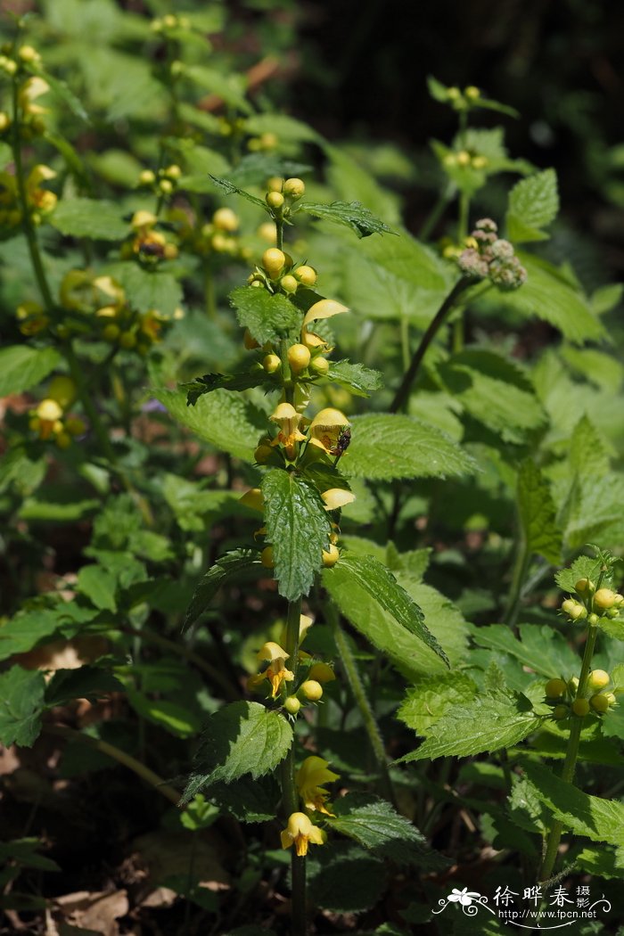 花野芝麻Lamium galeobdolon