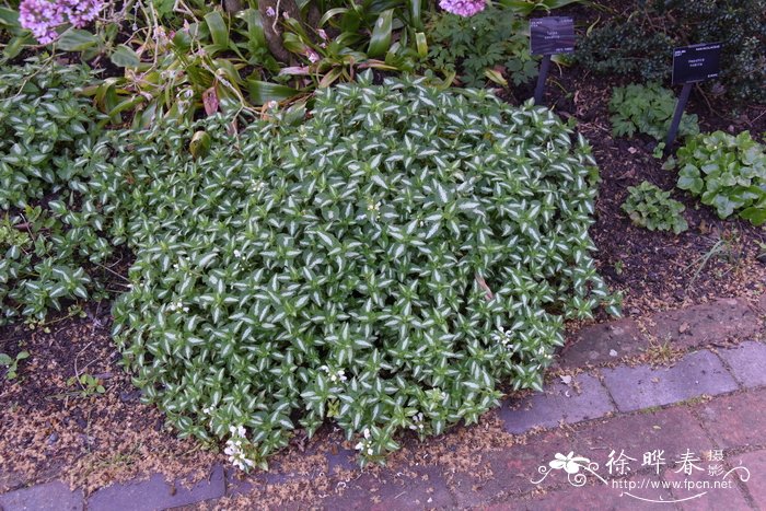 '白南茜'紫花野芝麻Lamium maculatum 'White Nancy'