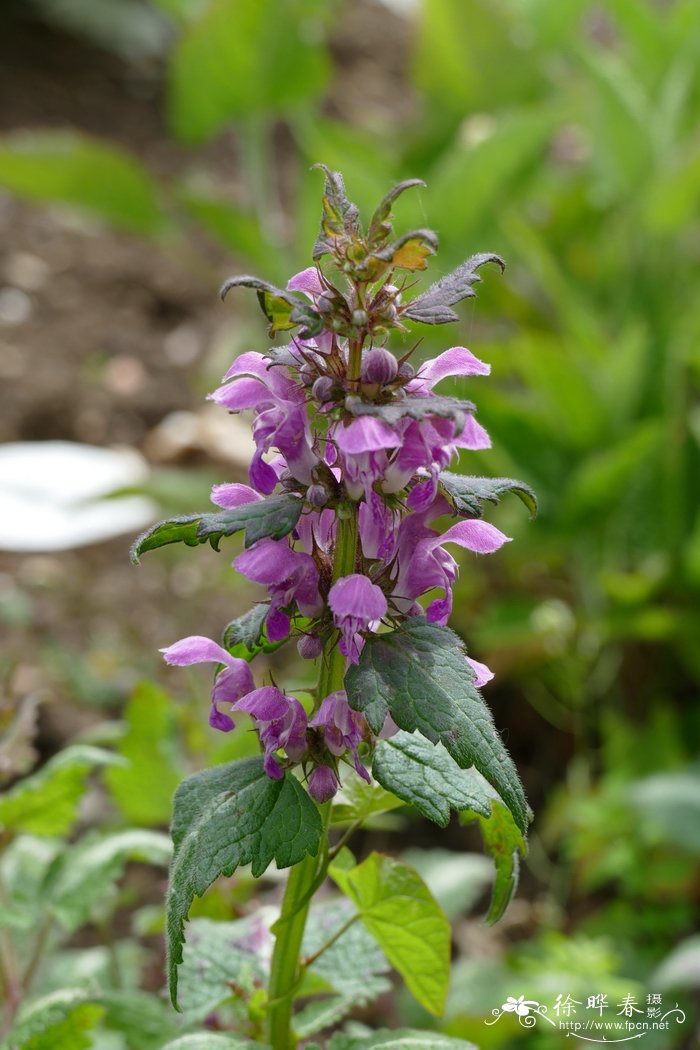 ’沃顿粉’紫花野芝麻Lamium maculatum 'Wootton Pink'