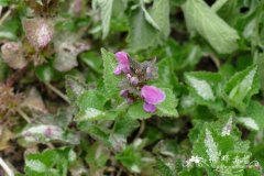 ’沃顿粉’紫花野芝麻Lamium maculatum 'Wootton Pink'
