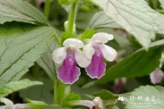 ‘天鹅绒’异香草Melittis melissophyllum ‘Royal Velvet Disti