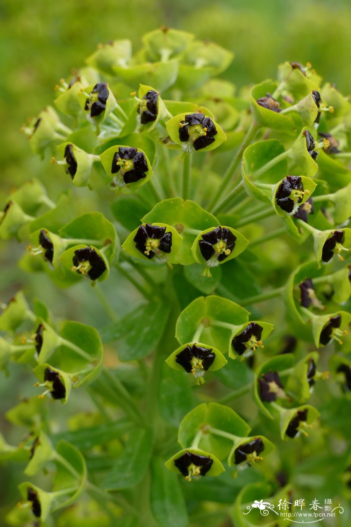 马丁尼大戟Euphorbia × martini