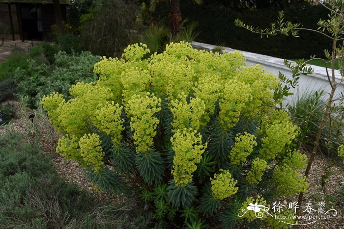 常绿大戟Euphorbia characias subsp. wulfenii