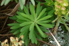 常绿大戟Euphorbia characias subsp. wulfenii