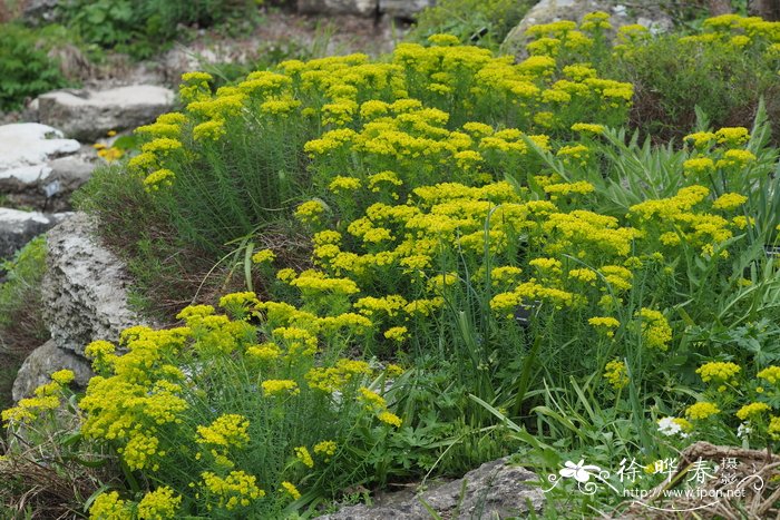 细叶大戟Euphorbia cyparissias