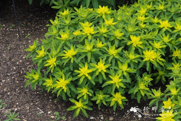 草莓大戟Euphorbia fragifera