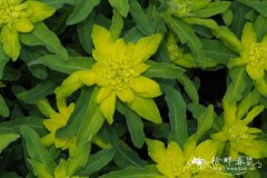 草莓大戟Euphorbia fragifera