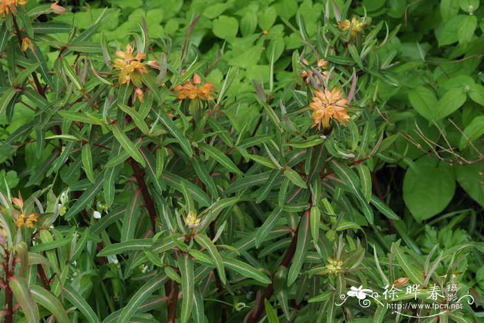 '德克斯特'圆苞大戟 Euphorbia griffithii 'Dixter'