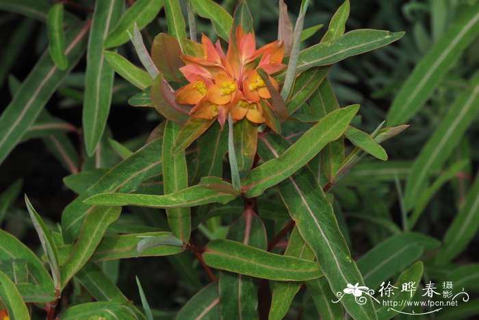 '橙红'圆苞大戟 Euphorbia griffithii 'Fireglow'