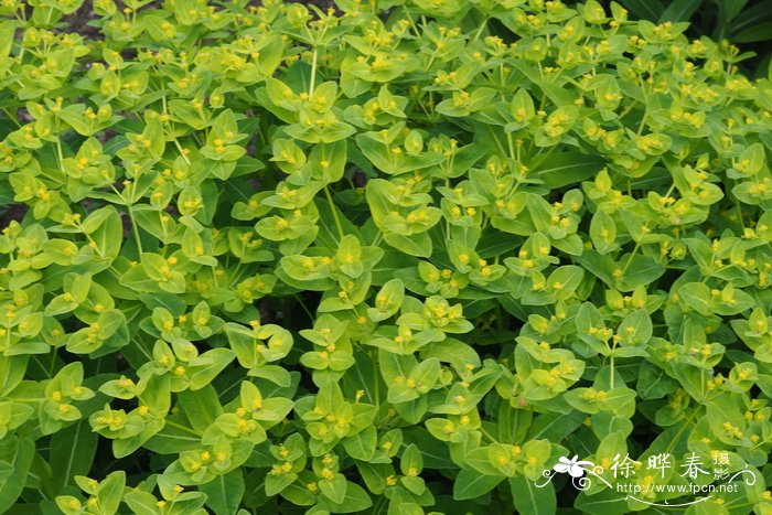 冬大戟Euphorbia hyberna
