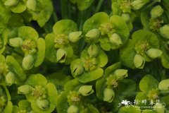 涅瑞伊得斯大戟Euphorbia nereidum