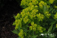沼生大戟Euphorbia palustris