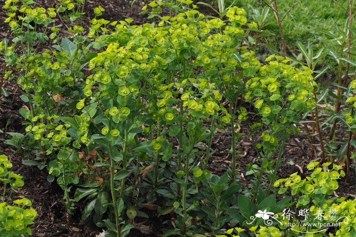 罗比大戟Euphorbia robbiae