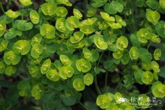 罗比大戟Euphorbia robbiae