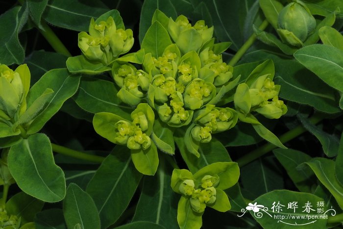 多脉大戟Euphorbia villosa