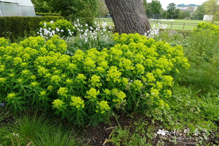 大果大戟Euphorbia wallichii