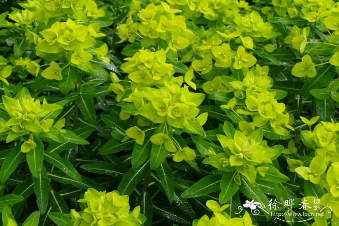 大果大戟Euphorbia wallichii
