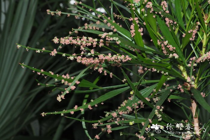 狭叶叶下珠Phyllanthus angustifolius
