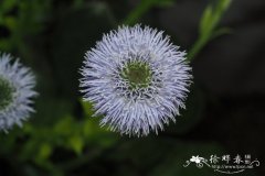 Globularia linifolia