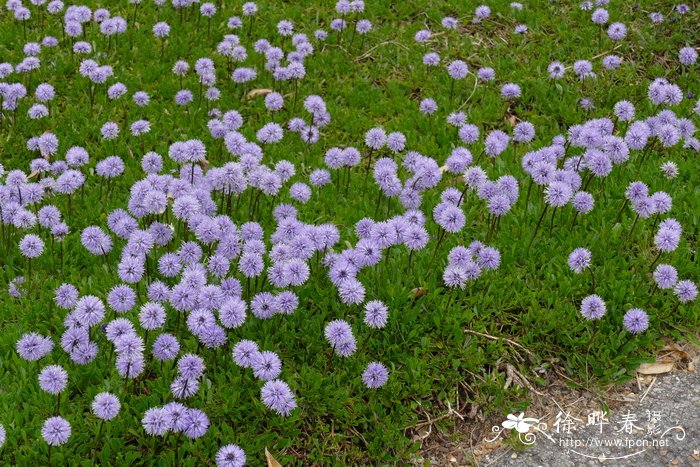 心叶地团花 Globularia cordifolia