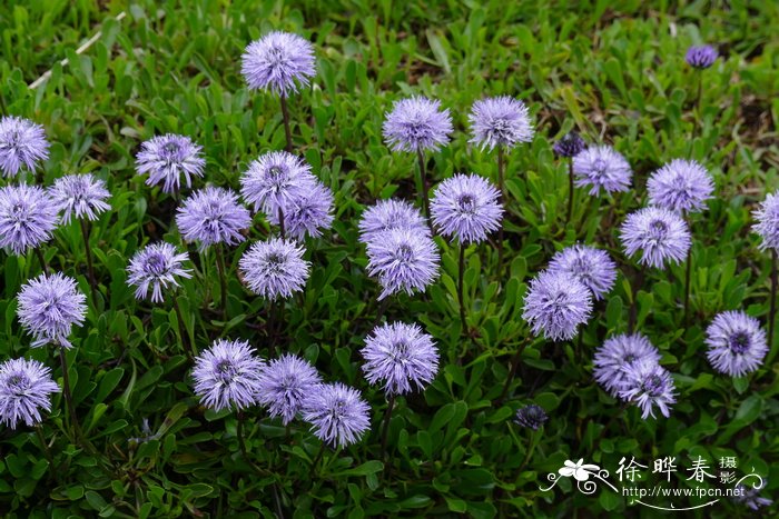 心叶地团花 Globularia cordifolia