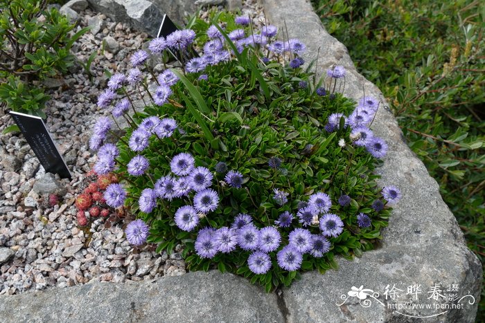 平卧地团花Globularia meridionalis