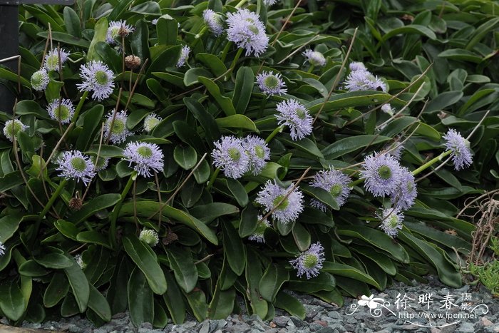 裸茎地团花Globularia nudicaulis