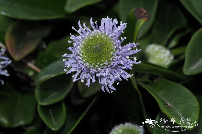 裸茎地团花Globularia nudicaulis