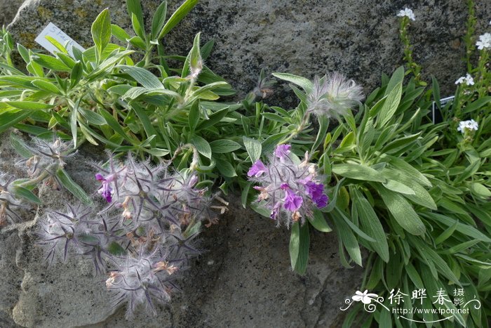 薰衣草花色水苏Stachys lavandulifolia