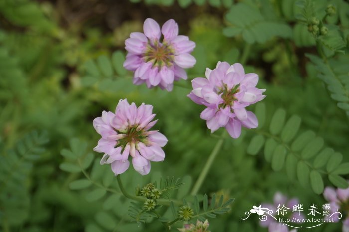 小冠花Securigera varia