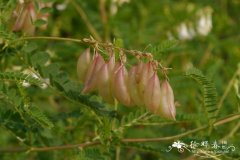 蒙古黄芪Astragalus mongholicus