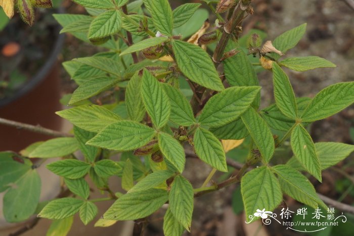 腺毛千斤拔Flemingia glutinosa