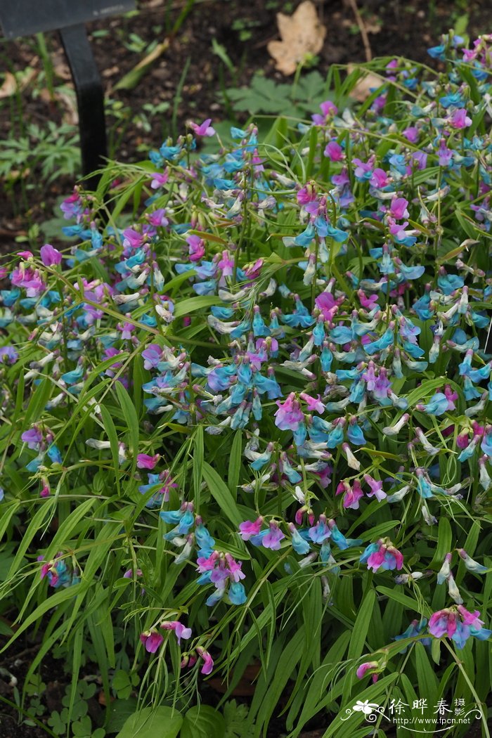 春苦豆Lathyrus vernus