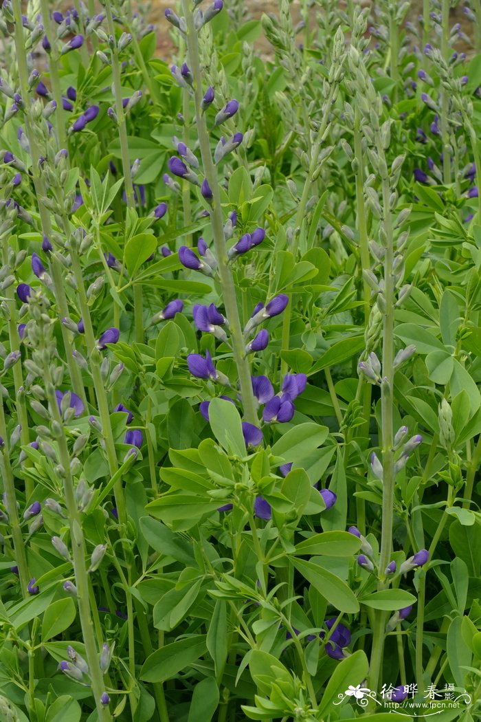 澳洲蓝豆，蓝花赝靛Baptisia australis