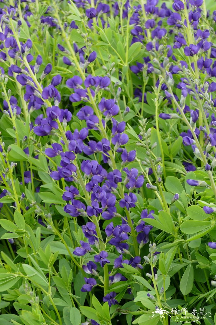 澳洲蓝豆，蓝花赝靛Baptisia australis