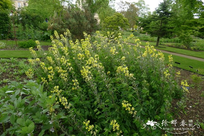 披针叶野决明 Thermopsis lanceolata