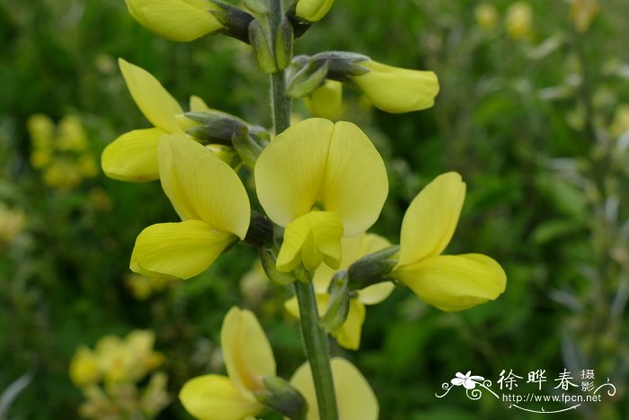 披针叶野决明 thermopsis lanceolata    蝶形花科野决明属