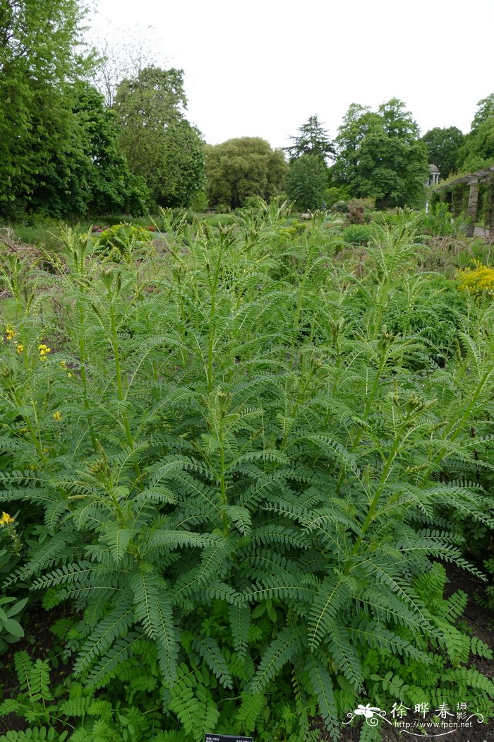 想思子叶野豌豆 Vicia orobus