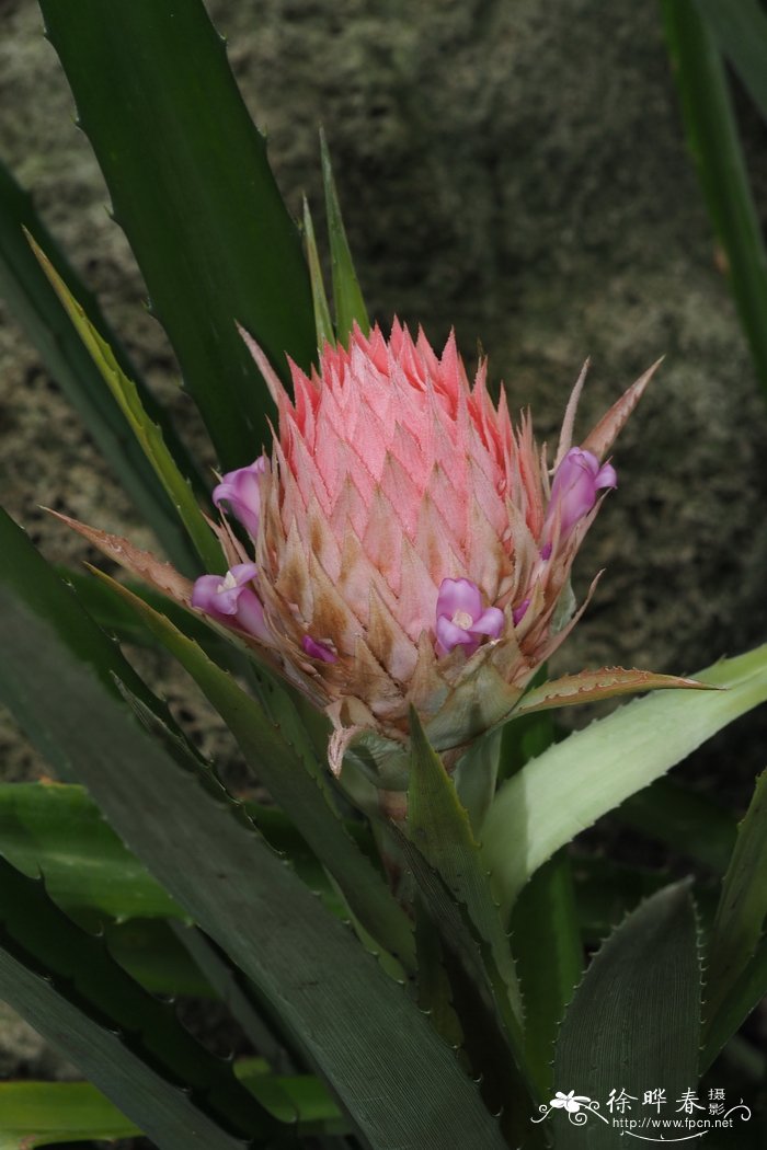 富兹凤梨Ananas fritzmuelleri