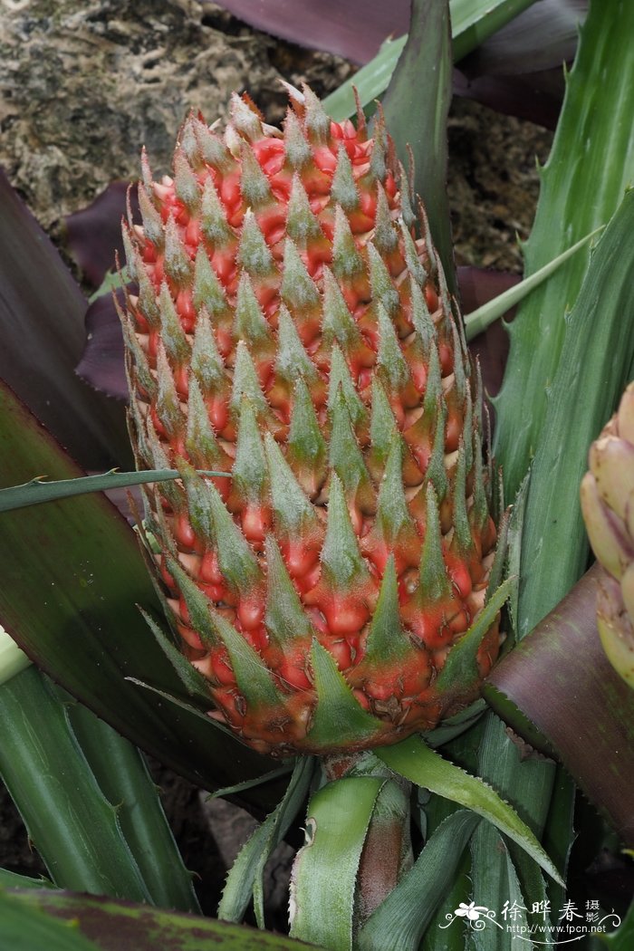 富兹凤梨Ananas fritzmuelleri